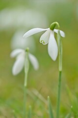 Obraz premium snowdrops in spring