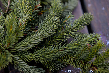  small pine tree on a wooden table