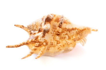 sea shell isolated on white background