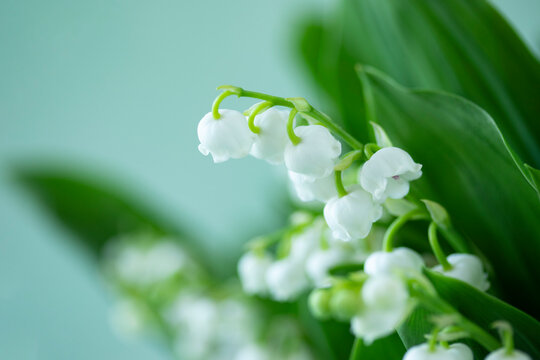 すずらん Images Browse 1 738 Stock Photos Vectors And Video Adobe Stock