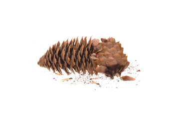 pine cone isolated on white background