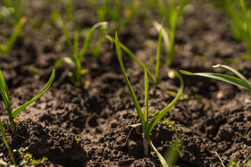 Young green spring shoots of garlic on a sunny day against a background of dark soil