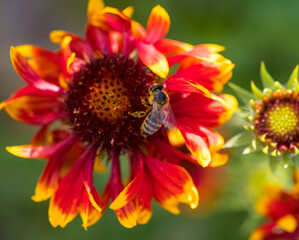 Biene auf Nektarsuche auf einer rot-gelben Blume