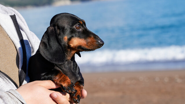 A beautiful and happy dachshund sits on the arms of his owner against the backdrop of a beautiful azure beach near the sea. Portrait