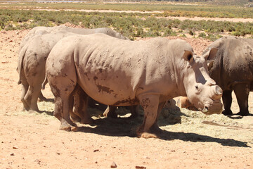 Rhino at a game reserve. Dehorned to protect it from poaching. Endangered species. Western Cape South Africa 