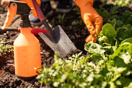 Picking spinach in a home garden. Bio spanach