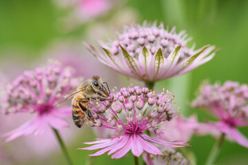 Bee - Apis mellifera - pollinates Astrantia Major