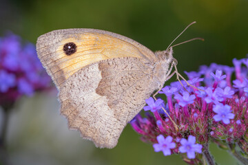 Fototapeta premium Meadow Brown butterfly - Maniola jurtina - resting on Verbena bonariensis