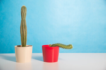 Two pots red and white with a large and a small cactus on a blue background. The concept of drugs to improve erection and libido. Viagra, men's health. Copy space for text - obrazy, fototapety, plakaty