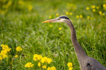 Close up of Great blue heron (Ardea cinerea). Great blue heron standing in green grass with yellow flowers.