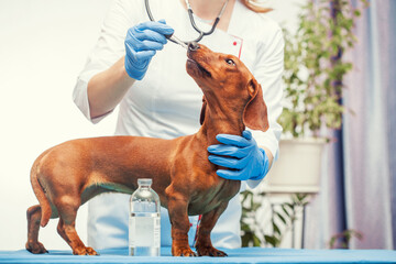 female doctor vaccinates a dachshund dog in a veterinary clinic. medicine for pets