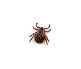 Tick isolated on white background