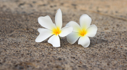 Fototapeta na wymiar white flower Champa flower Frangipani flower falling on the floor