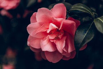Beautiful Pink Evergreen Camellia Tree with Blooming Flowers during Springtime in English Garden,...
