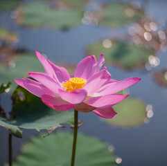 Nature photo: Lotus flowers. This is beautifull flowers. Time: April 26, 2022. Location: Ho Chi Minh City.  Content: Lotus is a beautiful ornamental plant, loved by many people. 