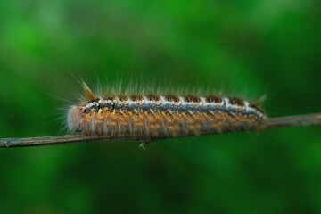 Caterpillar in the wild on the green background of the forest