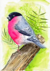 Watercolor illustration of a small fluffy bullfinch with a red belly sitting on a tree knot on a green background