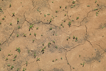 sequía suelo seco agrietado falta de agua textura desertización plantas verdes almería españa ...