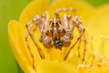 Lynx spider (Oxyopes sp.) with a prey