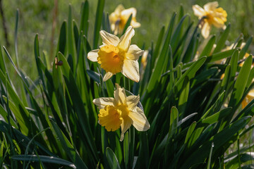 Obraz premium Yellow narcissus with a tubular core is one of the first spring flowers. Spring flowering of daffodils on a blurry background of green grass on a sunny day. Selective focus.