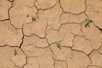 sequía suelo seco agrietado falta de agua textura desertización plantas verdes almería españa...