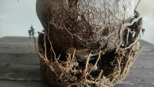 Diseased roots of a room palm tree
