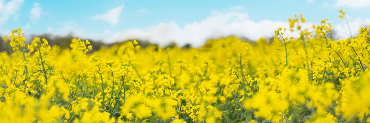 Obraz premium Flowering rapeseed with cloudy blue sky during springtime. Blooming canola fields, rape on the field in summer. Bright yellow rapeseed flowers