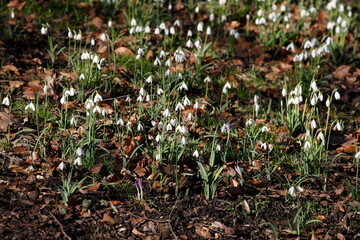 Schneeglöckchen (Galanthus nivalis), Deutschland, Europa