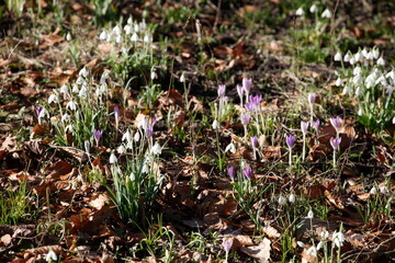Schneeglöckchen (Galanthus nivalis), Deutschland, Europa