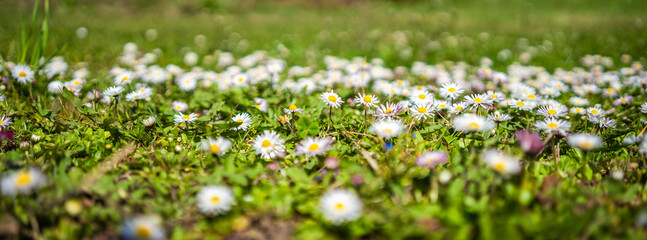 defocused spring - white daisies on the grass in a sunny field
