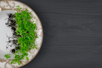 Flower seedlings, green sprouts in a plate on a wooden background (copy space).