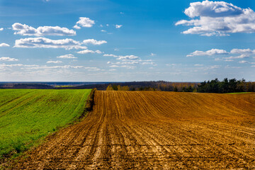 Widok na wiejskie wzgórza z dwoma polami złocistymi i zielonymi. Czas złotej godziny - obrazy, fototapety, plakaty