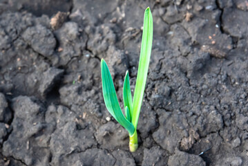 A bush of green garlic, seedlings in the ground (copy space).