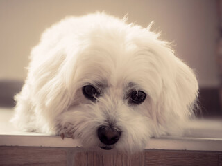 Closeup White Maltese Dog Lying and with sad eyes looking in camera. 