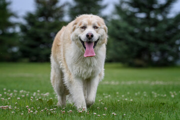 golden retriever in the grass