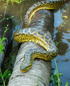 Eunectes notaeus