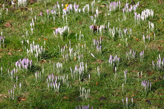 Knospen, Bl&uuml;hende Krokusse, Close-Up, Deutschland, Europa