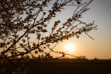 Fiori di ciliegio in silhouette al tramonto nella campagna piemontese, Italia
