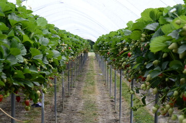 Fototapeta na wymiar Strawberries plants rows in greenhouse in UK. Eco farm. Selective focus. Strawberry in greenhouse with high technology farming in UK. Agricultural Greenhouse with hydroponic shelving system.