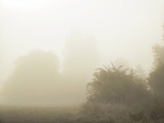 Fototapeta na wymiar Mist in the forest. Sunrays behind the trees. Slovakia