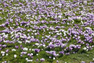Blühende Krokusse, Close-Up, Deutschland, Europa