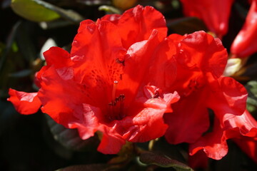 Rote Buschblüte im Garten im Sonnenlicht im Frühling 