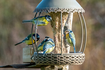 M&eacute;sanges &agrave; la mangeoire