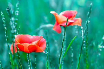 Red poppies in field. Flowers on bright green background. Nature