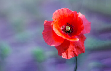 Red poppy on a purple background. A beautiful single wild flower