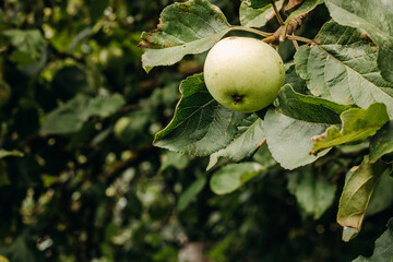 Fresh green apple on apple tree branch with sunlight. Apples in the orchard.