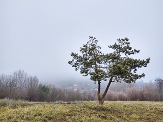 Fototapeta premium Mist in the forest. Sunrays behind the trees. Slovakia