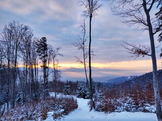 Mist in the forest. Sunrays behind the trees. Slovakia