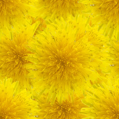 Yellow seamless spring background with dandelion flowers