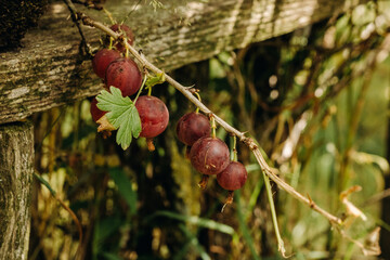 Fresh gooseberries on a branch of gooseberry bush with sunlight. Gooseberry in the fruit garden.